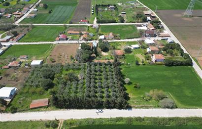 BANDIRMA YENİSIĞIRCI MAHALLESİNDE 1930 M2 İÇİNDE ZEYTİNLİK OLAN ARSA 