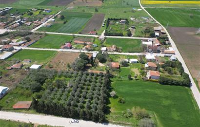 BANDIRMA YENİSIĞIRCI MAHALLESİNDE 1930 M2 İÇİNDE ZEYTİNLİK OLAN ARSA 