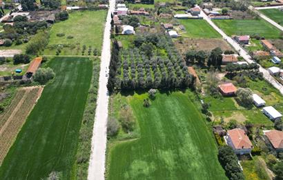 BANDIRMA YENİSIĞIRCI MAHALLESİNDE 1930 M2 İÇİNDE ZEYTİNLİK OLAN ARSA 