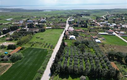 BANDIRMA YENİSIĞIRCI MAHALLESİNDE 1930 M2 İÇİNDE ZEYTİNLİK OLAN ARSA 