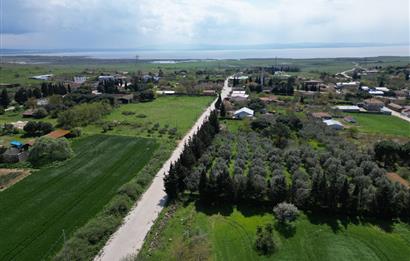 BANDIRMA YENİSIĞIRCI MAHALLESİNDE 1930 M2 İÇİNDE ZEYTİNLİK OLAN ARSA 