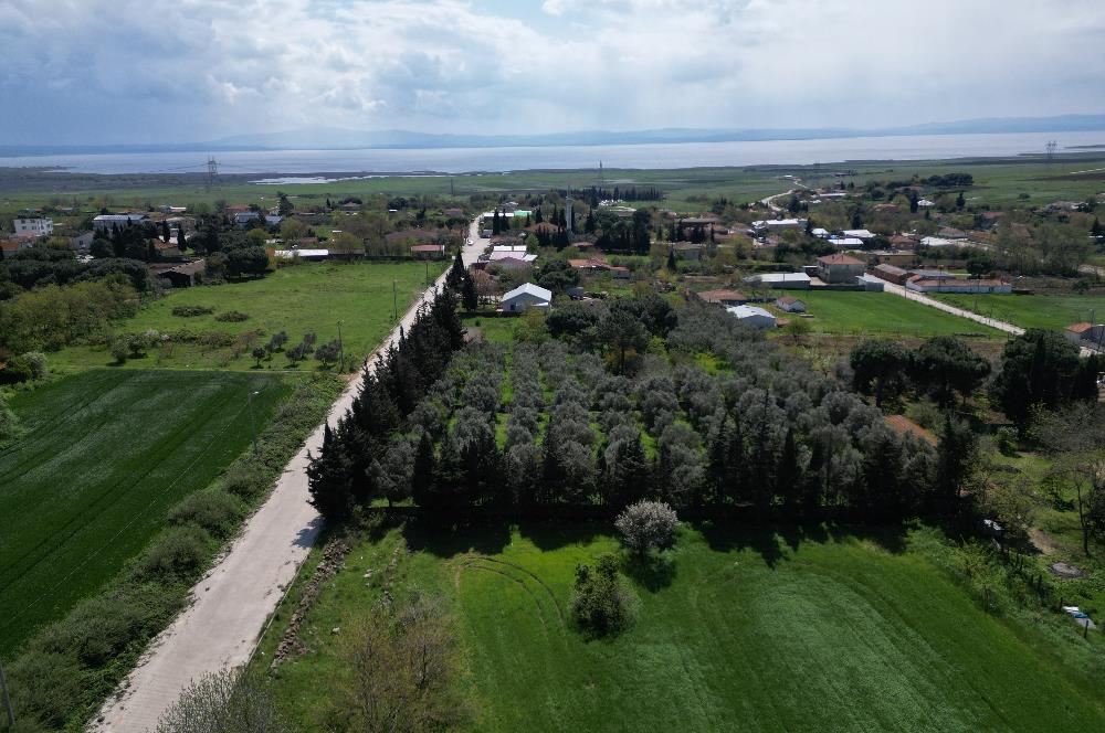 BANDIRMA YENİSIĞIRCI MAHALLESİNDE 1930 M2 İÇİNDE ZEYTİNLİK OLAN ARSA 