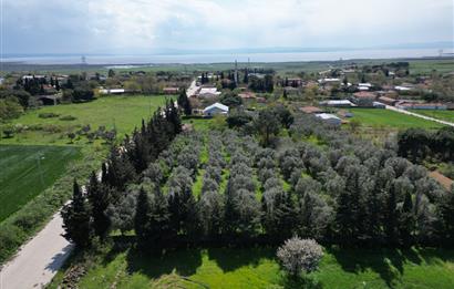 BANDIRMA YENİSIĞIRCI MAHALLESİNDE 1930 M2 İÇİNDE ZEYTİNLİK OLAN ARSA 
