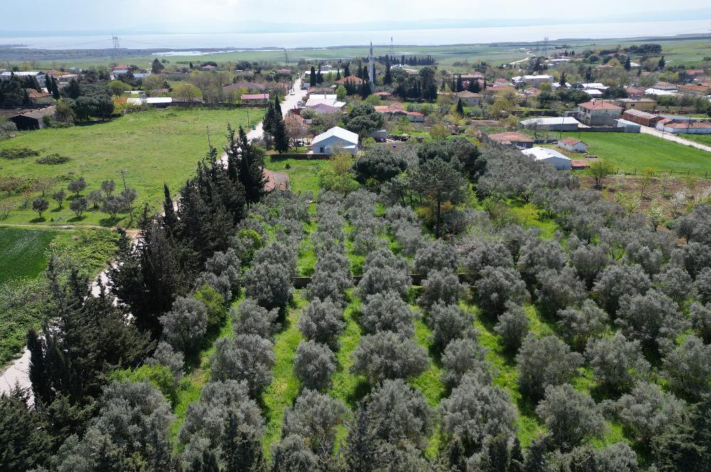 BANDIRMA YENİSIĞIRCI MAHALLESİNDE 1930 M2 İÇİNDE ZEYTİNLİK OLAN ARSA 