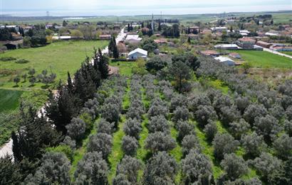 BANDIRMA YENİSIĞIRCI MAHALLESİNDE 1930 M2 İÇİNDE ZEYTİNLİK OLAN ARSA 