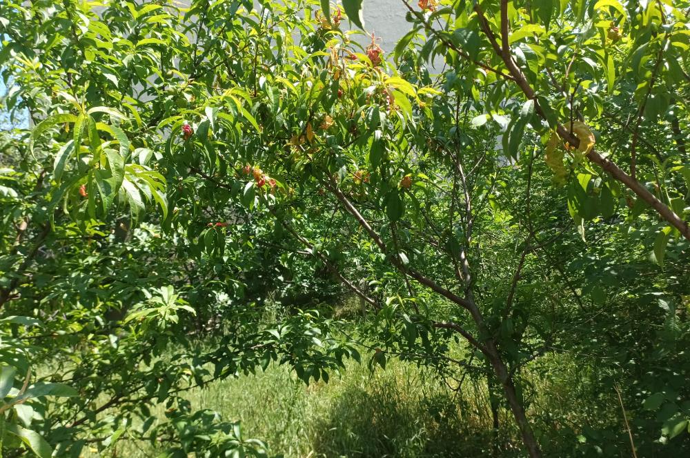 SULTANBEYLİ HAMİDİYE MAHALLESİNDE İKİ YOLA CEPHE SATILIK ARSA