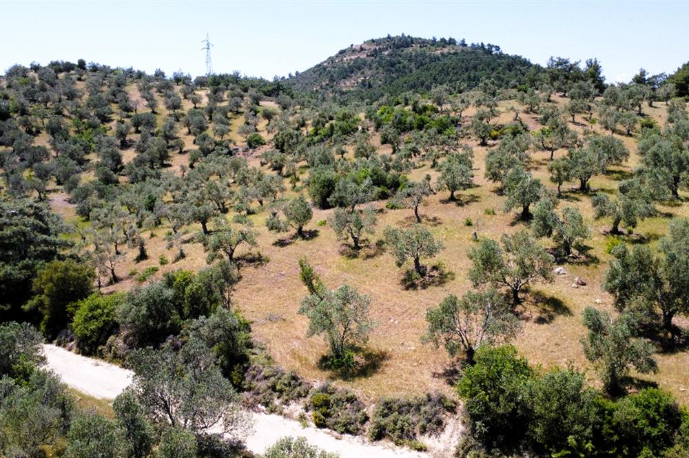 C21 MY MADRA DAN 22.135 M2 KADASTRO YOLA CİFT CEPHE ZEYTİNLİK...