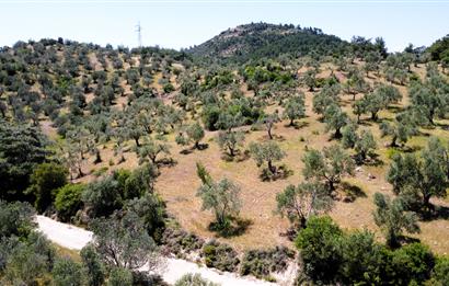 C21 MY MADRA DAN 22.135 M2 KADASTRO YOLA CİFT CEPHE ZEYTİNLİK...