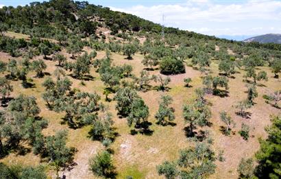 C21 MY MADRA DAN 22.135 M2 KADASTRO YOLA CİFT CEPHE ZEYTİNLİK...