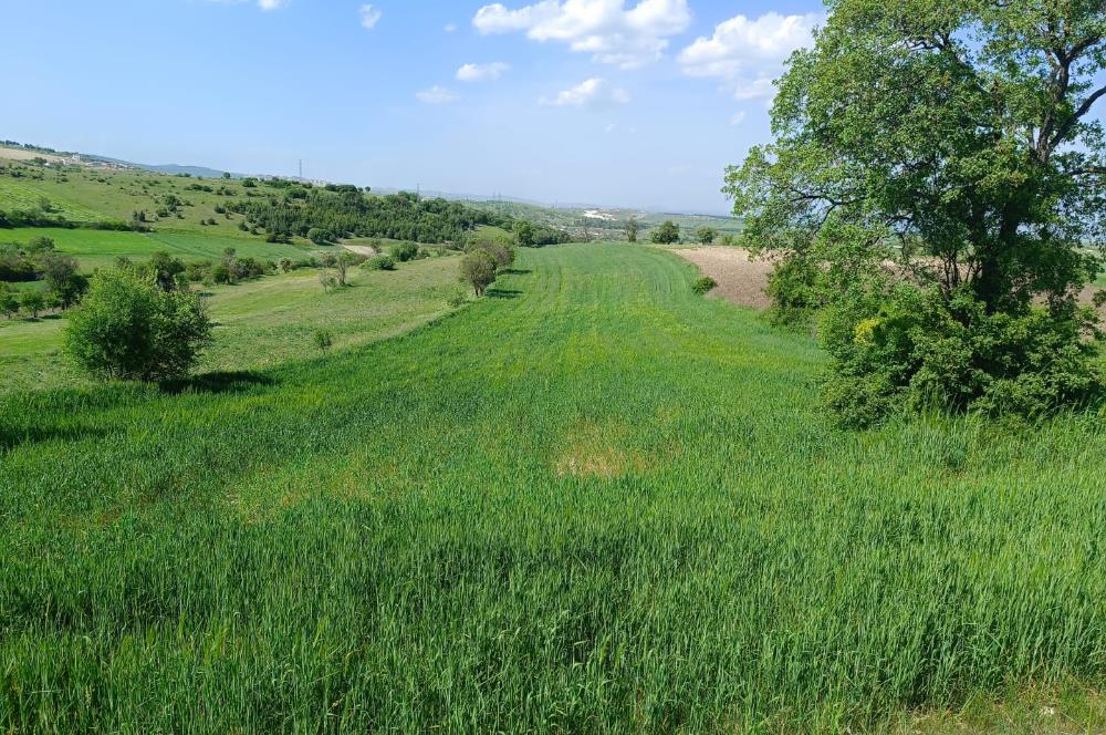 CENTURY BAL'DAN KESİRVENDE 6092 M2 SATILIK TARLA