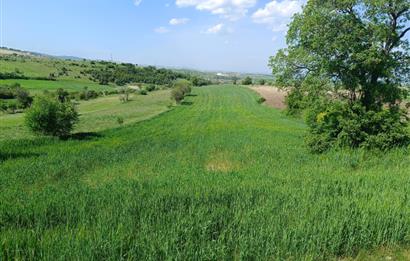 CENTURY BAL'DAN KESİRVENDE 6092 M2 SATILIK TARLA