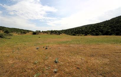 C21 MY MADRA DAN ANA ASFALTDA TİCARİ KULLANIMA UYGUN 9331 M2..