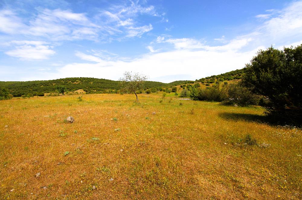 C21 MY MADRA DAN ANA ASFALTDA TİCARİ KULLANIMA UYGUN 9331 M2..
