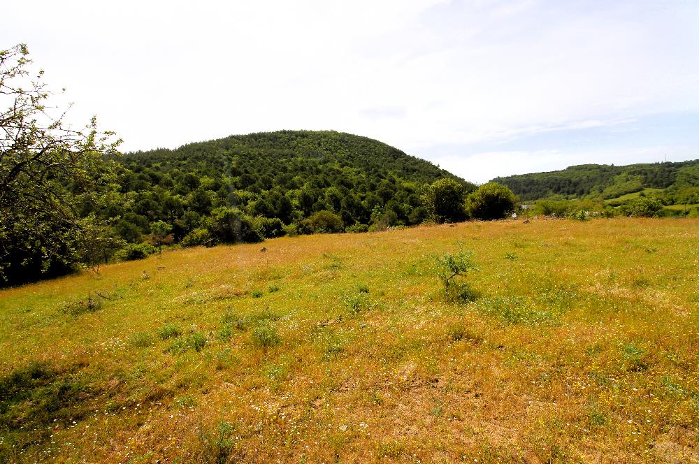 C21 MY MADRA DAN ANA ASFALTDA TİCARİ KULLANIMA UYGUN 9331 M2..