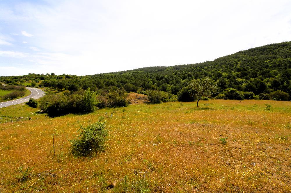 C21 MY MADRA DAN ANA ASFALTDA TİCARİ KULLANIMA UYGUN 9331 M2..