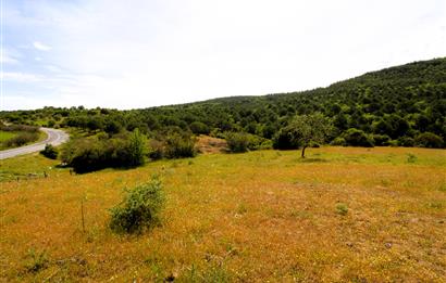 C21 MY MADRA DAN ANA ASFALTDA TİCARİ KULLANIMA UYGUN 9331 M2..