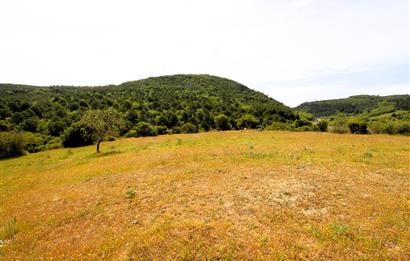 C21 MY MADRA DAN ANA ASFALTDA TİCARİ KULLANIMA UYGUN 9331 M2..