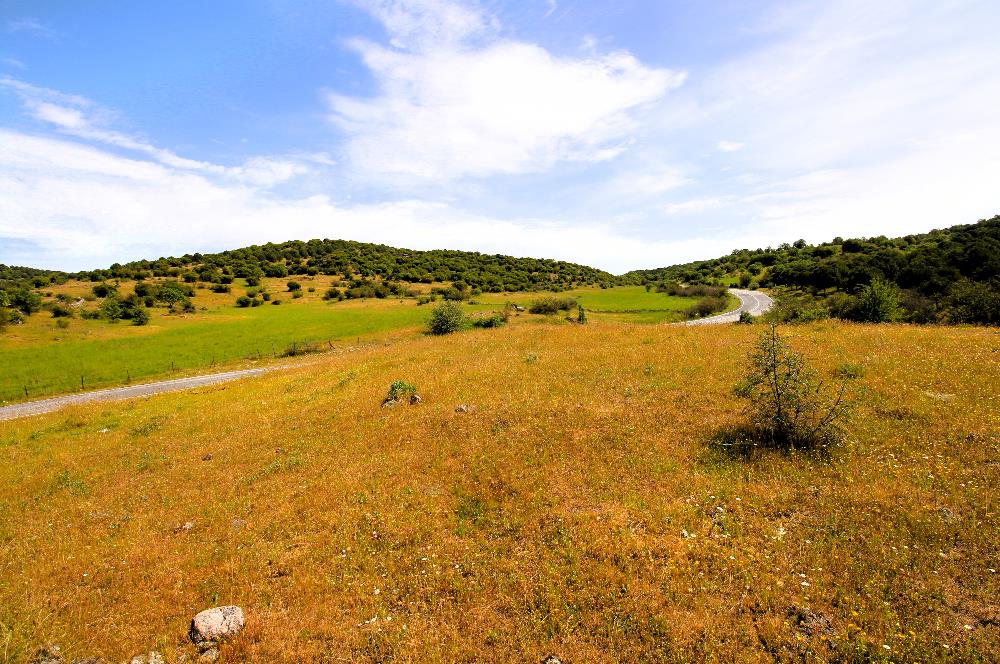 C21 MY MADRA DAN ANA ASFALTDA TİCARİ KULLANIMA UYGUN 9331 M2..