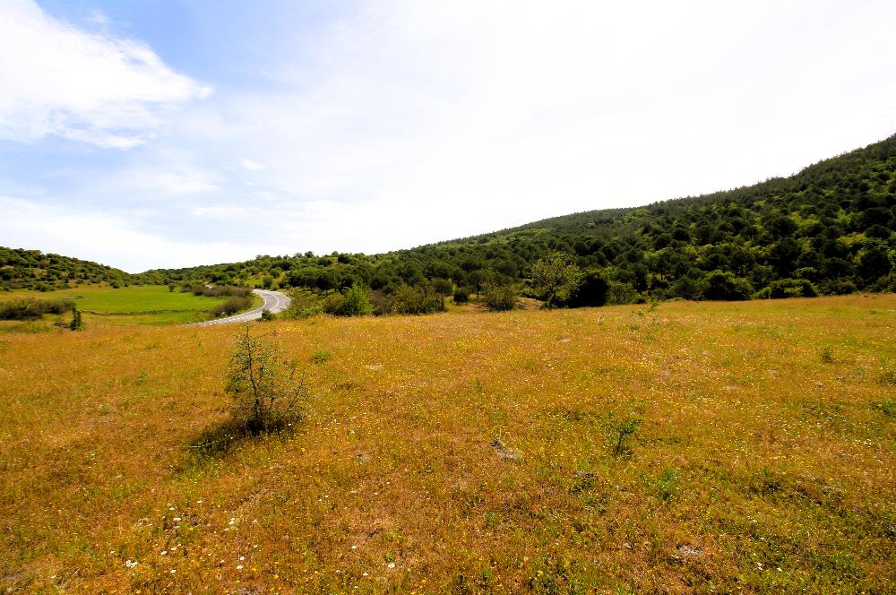 C21 MY MADRA DAN ANA ASFALTDA TİCARİ KULLANIMA UYGUN 9331 M2..