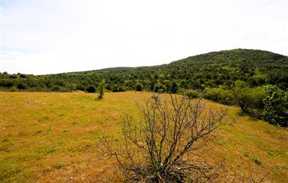 C21 MY MADRA DAN ANA ASFALTDA TİCARİ KULLANIMA UYGUN 9331 M2..