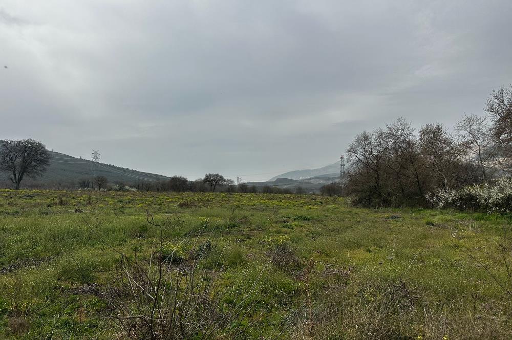 C21 Cius; Asfalt Yola 80 Metre Cepheli 30 Dönüm Dümdüz Tarla