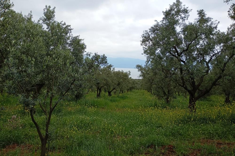 ORHANGAZİ KERAMET KÖYÜ'NDE 9958 m² ZEYTİNLİK