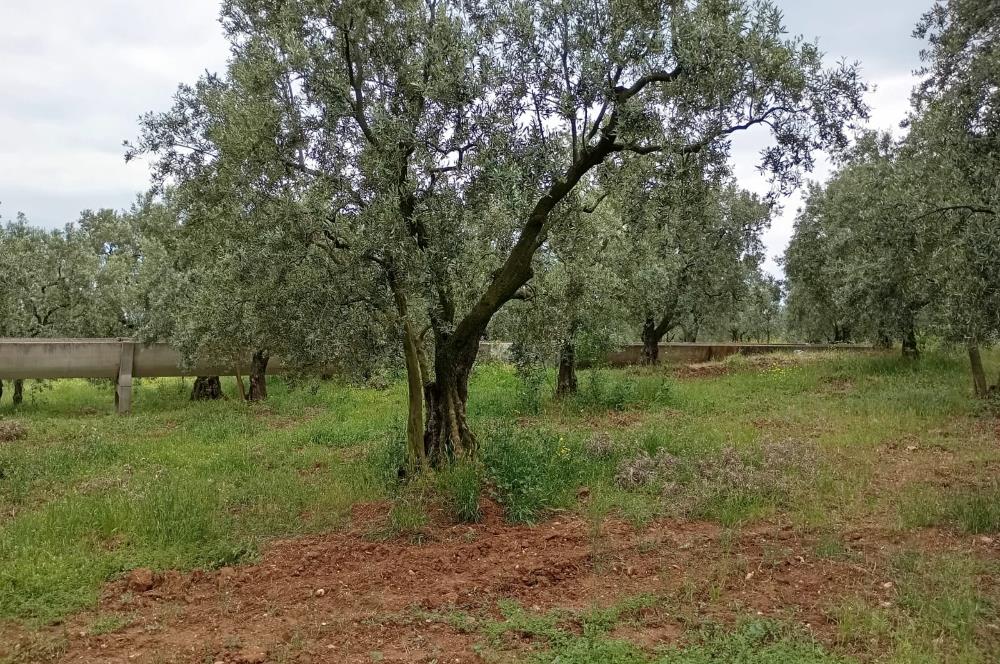ORHANGAZİ KERAMET KÖYÜ'NDE 9958 m² ZEYTİNLİK