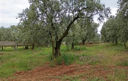 ORHANGAZİ KERAMET KÖYÜ'NDE 9958 m² ZEYTİNLİK