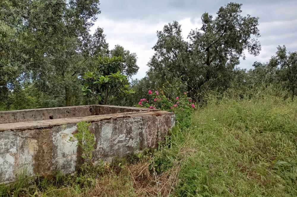 ORHANGAZİ KERAMET KÖYÜ'NDE 9958 m² ZEYTİNLİK