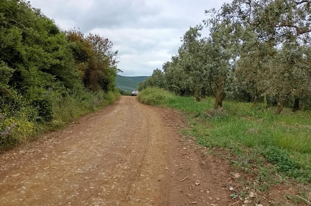 ORHANGAZİ KERAMET KÖYÜ'NDE 9958 m² ZEYTİNLİK