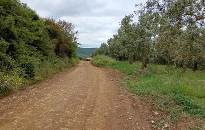 ORHANGAZİ KERAMET KÖYÜ'NDE 9958 m² ZEYTİNLİK