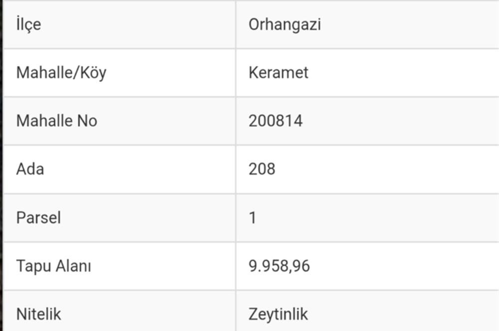 ORHANGAZİ KERAMET KÖYÜ'NDE 9958 m² ZEYTİNLİK