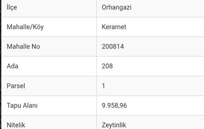 ORHANGAZİ KERAMET KÖYÜ'NDE 9958 m² ZEYTİNLİK