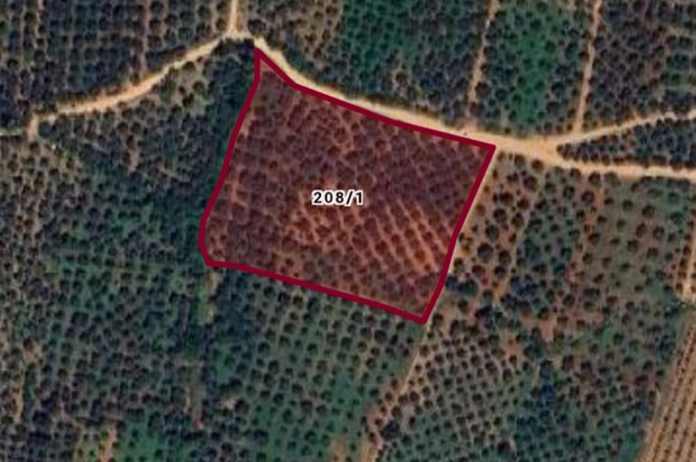 ORHANGAZİ KERAMET KÖYÜ'NDE 9958 m² ZEYTİNLİK