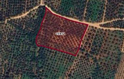 ORHANGAZİ KERAMET KÖYÜ'NDE 9958 m² ZEYTİNLİK