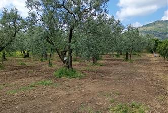 ORHANGAZİ KERAMET KÖYÜ'NDE 9958 m² ZEYTİNLİK