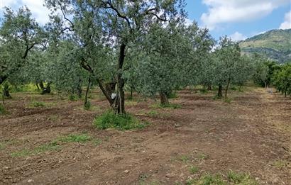 ORHANGAZİ KERAMET KÖYÜ'NDE 9958 m² ZEYTİNLİK