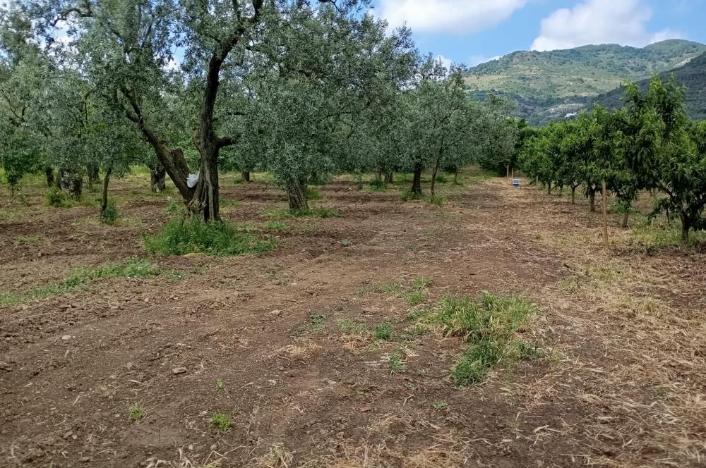 ORHANGAZİ KERAMET KÖYÜ'NDE 9958 m² ZEYTİNLİK