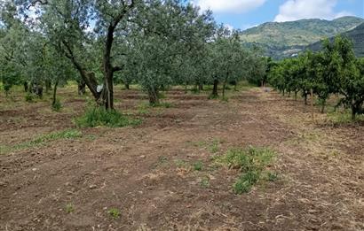 ORHANGAZİ KERAMET KÖYÜ'NDE 9958 m² ZEYTİNLİK