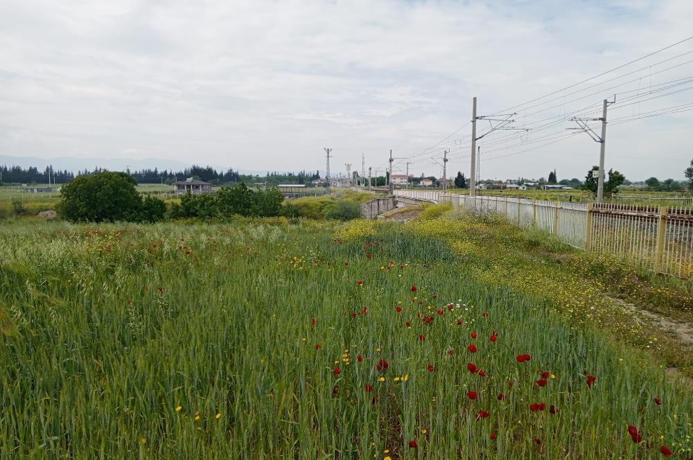 İzmir Menderes Develi'de Hisseli Satılık Tarla