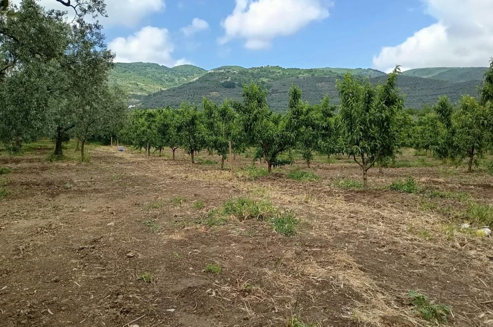 ORHANGAZİ KERAMET KÖYÜ'NDE 9958 m² ZEYTİNLİK