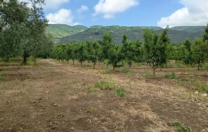 ORHANGAZİ KERAMET KÖYÜ'NDE 9958 m² ZEYTİNLİK