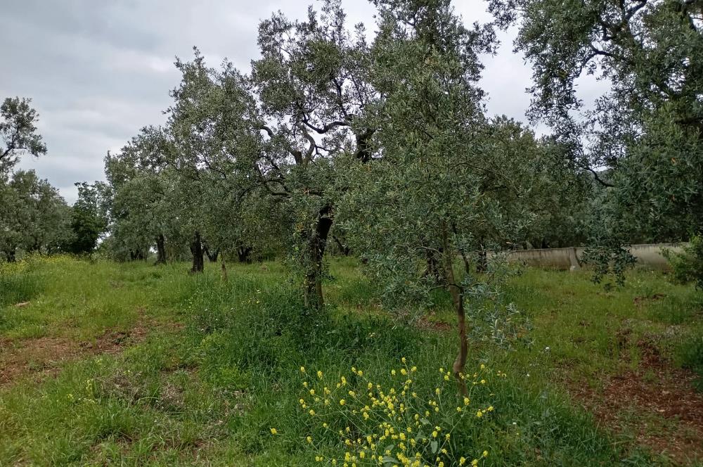 ORHANGAZİ KERAMET KÖYÜ'NDE 9958 m² ZEYTİNLİK