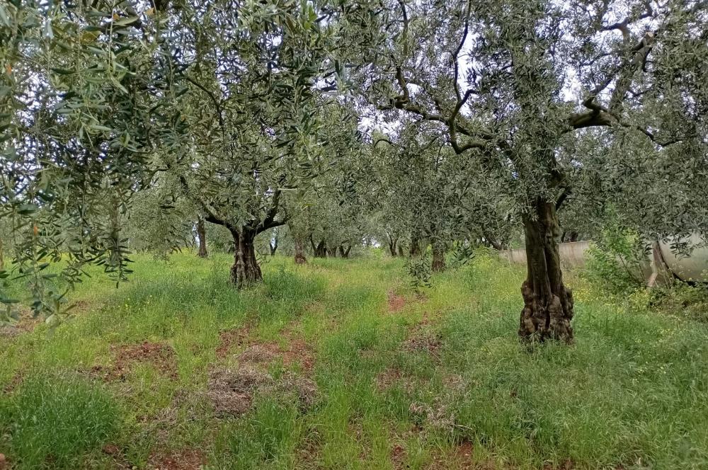 ORHANGAZİ KERAMET KÖYÜ'NDE 9958 m² ZEYTİNLİK