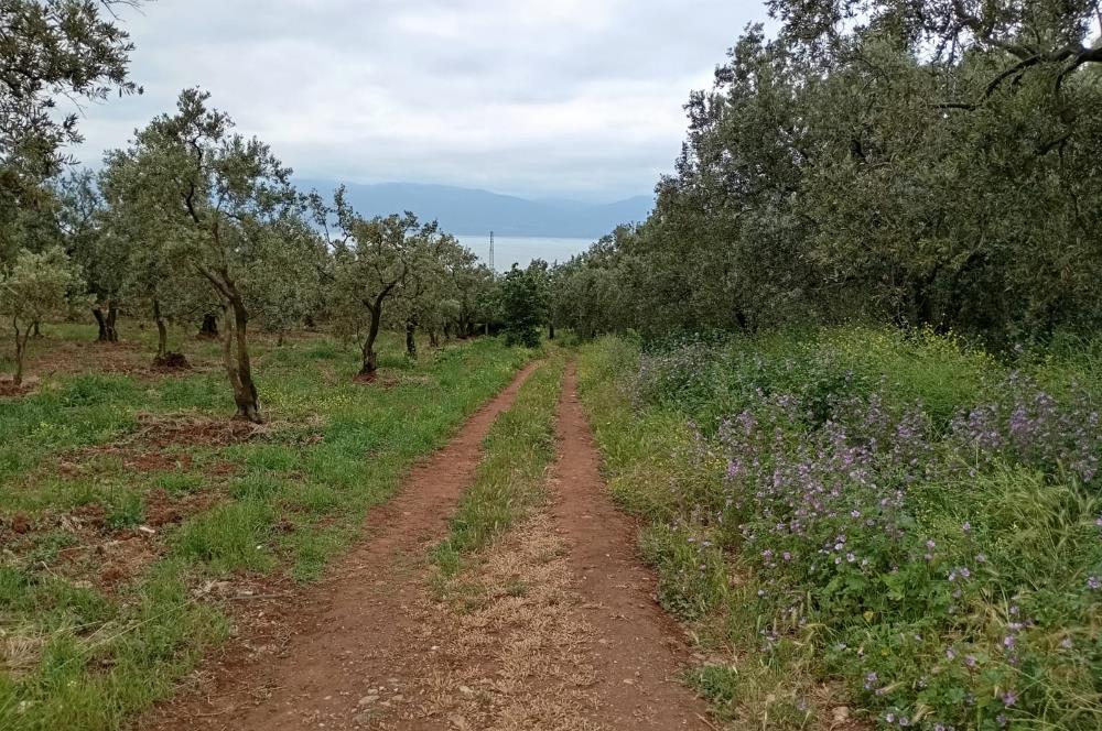 ORHANGAZİ KERAMET KÖYÜ'NDE 9958 m² ZEYTİNLİK