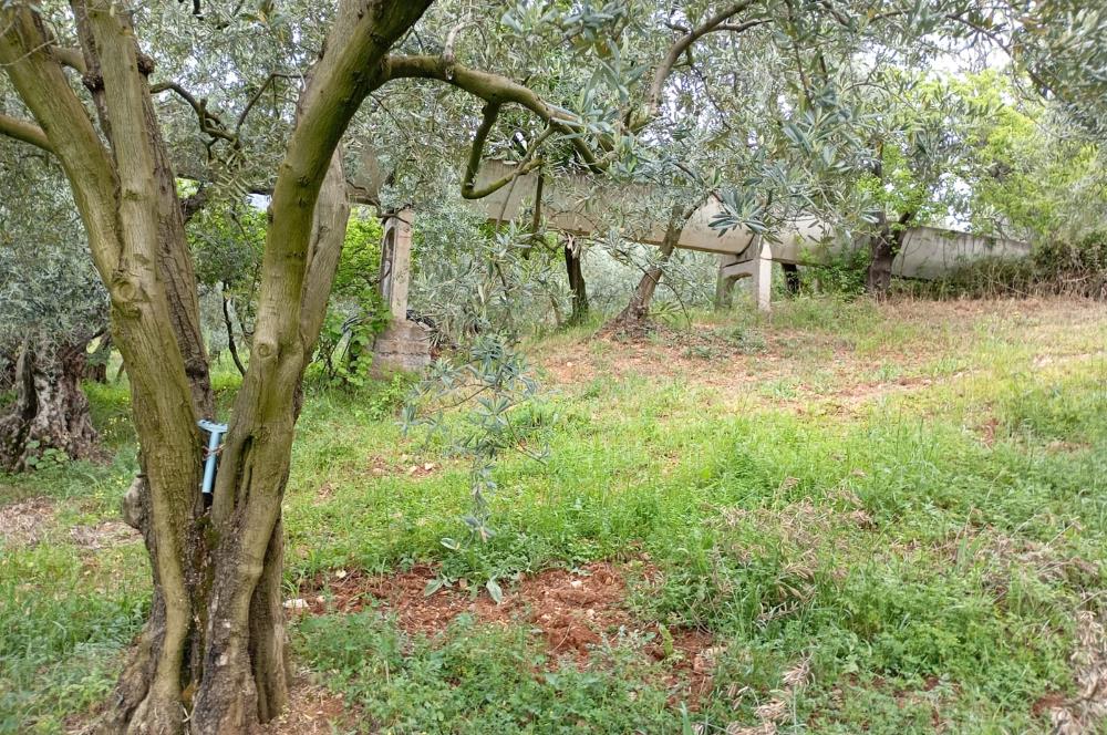 ORHANGAZİ KERAMET KÖYÜ'NDE 9958 m² ZEYTİNLİK