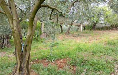 ORHANGAZİ KERAMET KÖYÜ'NDE 9958 m² ZEYTİNLİK