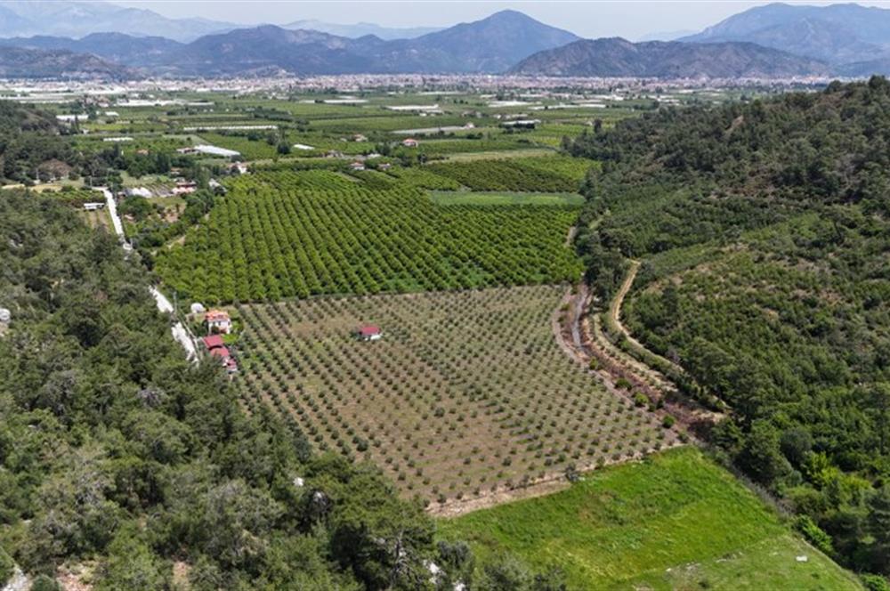 Muğla Ortaca 28 Dönüm Tam Donanımlı Çiftlik