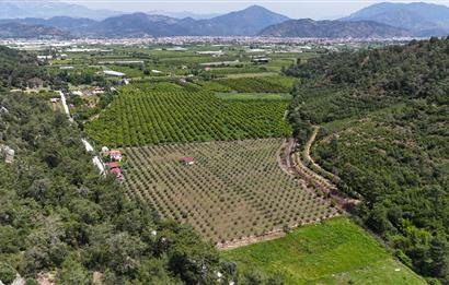 Muğla Ortaca 28 Dönüm Tam Donanımlı Çiftlik