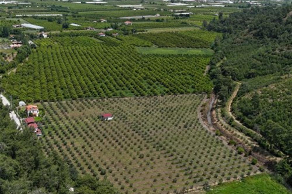 Muğla Ortaca 28 Dönüm Tam Donanımlı Çiftlik